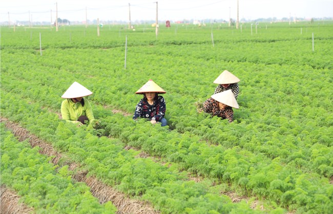 Làm nông nghiệp sạch – Thay đổi tư duy sản xuất của người dân (26/03/2024)